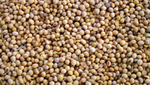 Gremio de la producción pide diversificar destinos de la soja