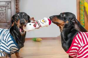 Manejo de recursos: cómo evitar peleas por juguetes, comida y atención entre tus peludos - Mascotas - ABC Color