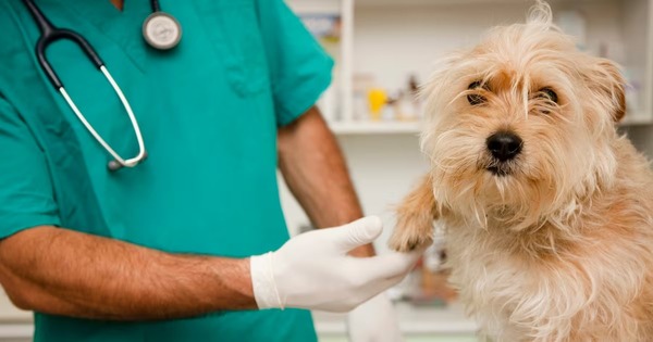 Hospital Veterinario Público avanza hacia su aprobación final - Portal Digital Cáritas Universidad Católica