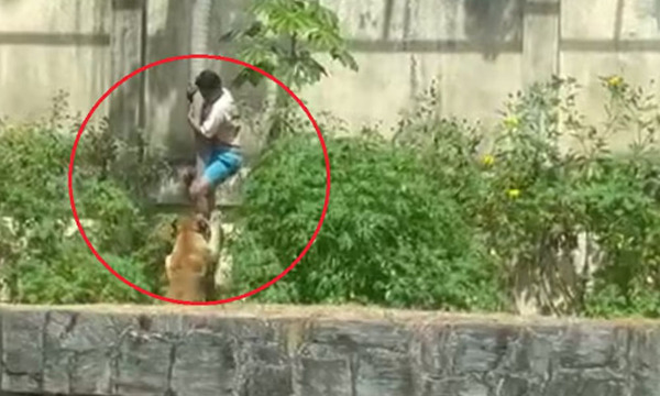 Tragedia en zoológico de Brasil: joven muere tras ingresar a jaula de leona - OviedoPress