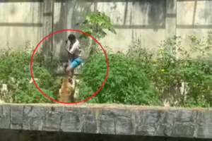 Tragedia en Brasil: Leona mata a joven de 19 años que entró a su jaula