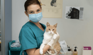 Hospital veterinario público será realidad en Paraguay - Noticiero Paraguay