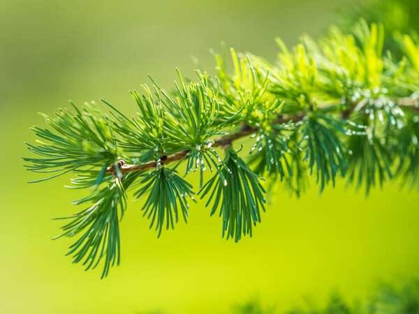 El lenguaje secreto de las plantas: cómo se comunican sin palabras - Ciencia - ABC Color