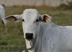 Abigeato vuelve a golpear en Horqueta: denuncian arreo clandestino en Kurupa’y Loma - Concepción al Día