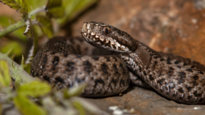 Apariciones masivas de serpientes en esta época del año: “Estamos en temporada de reproducción”