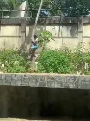 [VIDEO] Una leona estironeó y mató a un hombre que entró a su jaula