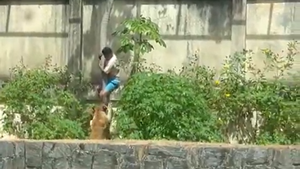 Leona mata a un joven que ingresó a su recinto en un zoo de Brasil