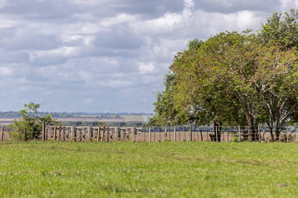 Regional Amambay llevará al BCP una propuesta para bajar las tasas de interés al sector ganadero