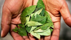 Hoja de coca sigue entre sustancias más peligrosas para OMS
