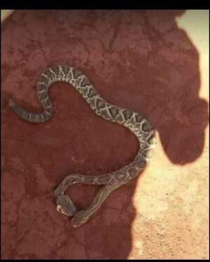 Sorprendente matan serpiente de dos cabezas en Mayor Otaño - Info Alto Parana