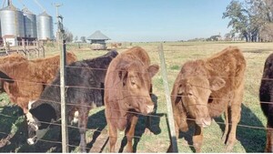 Diputada propone cobrar por los gases y eructos de las vacas "ashá"