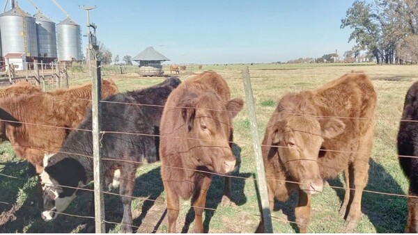 Diputada propone cobrar por los gases y eructos de las vacas "ashá"