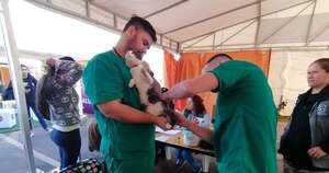 Diario HOY | Hospital público veterinario tendrá capacidad para unos 150 animales internados