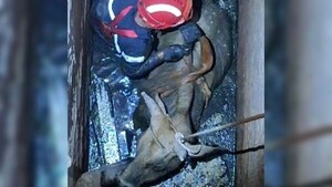 Nueve días de angustia terminaron con el rescate de la vaca de doña Dominga