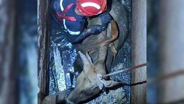 Nueve días de angustia terminaron con el rescate de la vaca de doña Dominga