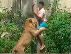 Una leona mata a un joven que ingresó a su recinto en un zoo de Brasil