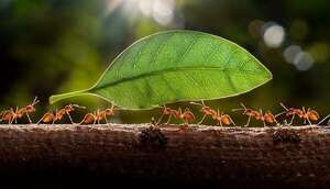 Hormigas se sacrifican para proteger a su colonia: el estudio que asombra - Ciencia - ABC Color