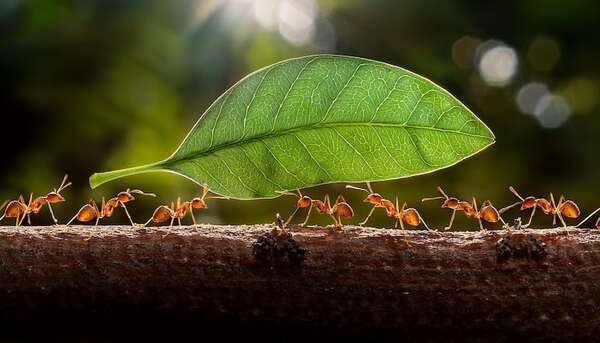 Hormigas se sacrifican para proteger a su colonia: el estudio que asombra - Ciencia - ABC Color