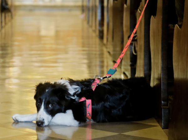 Alertan riesgo para mascotas en peregrinación a Caacupé