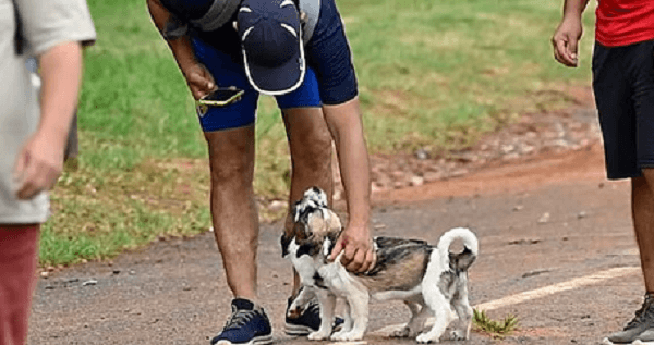 Piden no llevar mascotas en la peregrinación de Caacupé 2025 - Noticiero Paraguay