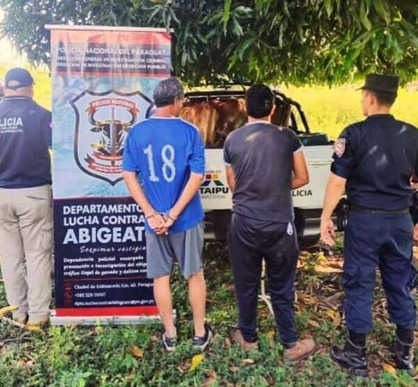 Abigeato en Carapeguá: dos detenidos y cuatro animales vacunos recuperados - Nacionales - ABC Color