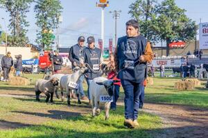 Amambay y Concepción impulsan el crecimiento ovino: “Este año se superaron todas las expectativas”