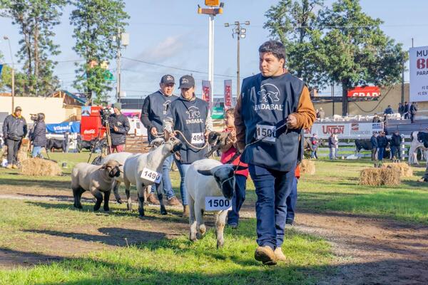 Amambay y Concepción impulsan el crecimiento ovino: “Este año se superaron todas las expectativas”