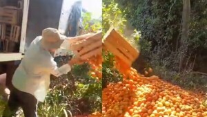 Productores de tomates no vendieron nada y tiraron todo