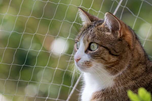 Creá el espacio ideal para tu gato: catios y otras opciones seguras que enamoran - Mascotas - ABC Color