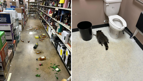 Un mapache se emborracha en una tienda de licores de EEUU y se desmaya en el baño