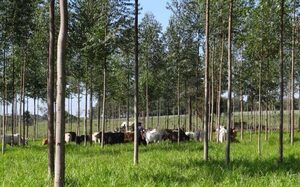 Ganadería, agricultura y forestación: la simbiosis que impulsa la eficiencia por hectárea