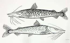 Espacio Cultural Itaú abre sus puertas con la muestra colectiva “Del río las coronas” - Artes Plásticas - ABC Color