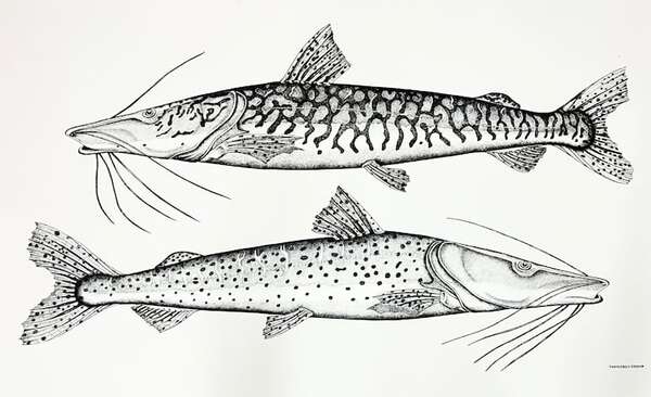 Espacio Cultural Itaú abre sus puertas con la muestra colectiva “Del río las coronas” - Artes Plásticas - ABC Color