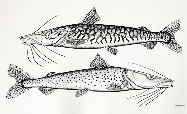 SNC e Itaú Inauguran Espacio con Expo Fluvial