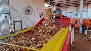 Agricultores advierten que perderán más de 1.500.000 kilos de cebolla