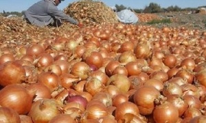 Cosecha de cebolla corre riesgo de perderse por contrabando masivo - OviedoPress