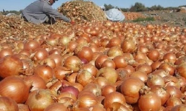 Cosecha de cebolla corre riesgo de perderse por contrabando masivo - OviedoPress
