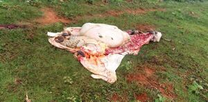 Faenan una vaca lechera en una granja de Loreto - Concepción al Día