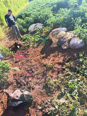 Cuatreros ocasionan millonarias pérdidas para una humilde productora en Cap. Miranda