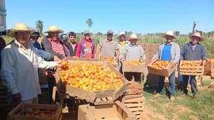 Tomateros al borde del colapso: vender a G. 700 ya no cubre ni el flete - ABC Rural - ABC Color