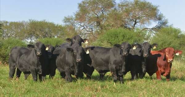 La Nación / Hembra Brangus de Paraguay fue elegida como la mejor de Sudamérica