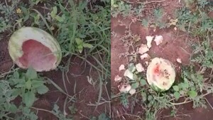 Perros se comen 500 sandías de una chacra en una semana