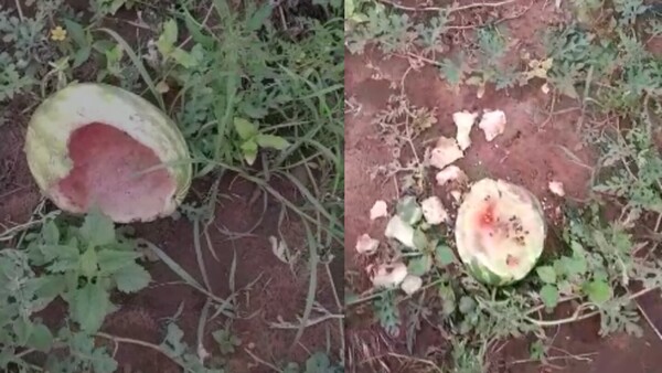 Perros se comen 500 sandías de una chacra en una semana