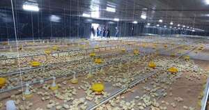 La Nación / La avicultura paraguaya está en plena expansión y logra consumo récord