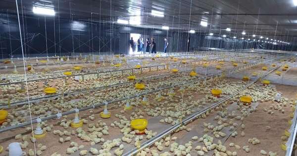 La Nación / La avicultura paraguaya está en plena expansión y logra consumo récord