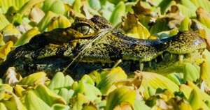 La Nación / Azaye estrena “Observadores”, exposición fotográfica colectiva