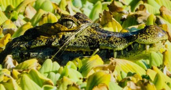 La Nación / Azaye estrena “Observadores”, exposición fotográfica colectiva