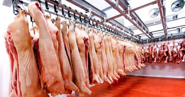 La Nación / Llega proyecto porcino de USD 300 millones y Paraguay  se consolida como imán de inversiones