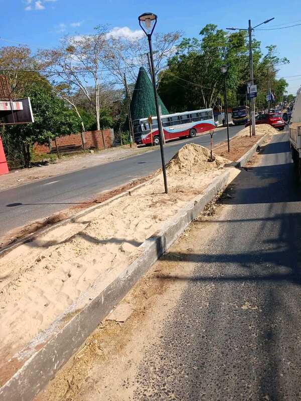 Denuncian tala de lapachos en Villa Elisa y exigen intervención ambiental