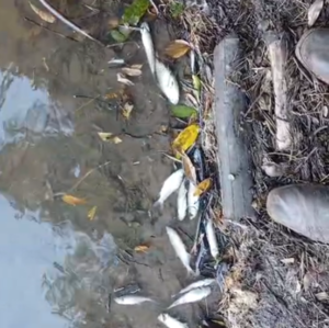 Mortandad masiva de peces en el río Pirapó apunta a alcoholera - Portal Digital Cáritas Universidad Católica